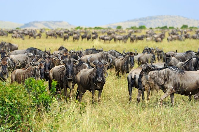 8 Day Spectacular Migration Serengeti mid -Range Tanzania Safari - Why eight days makes sense for a migration safari