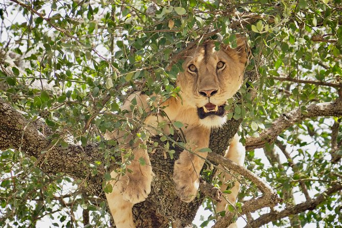 8 Day Spectacular Migration Serengeti mid -Range Tanzania Safari - Day 3: From Ngorongoro highlands to the southern Serengeti