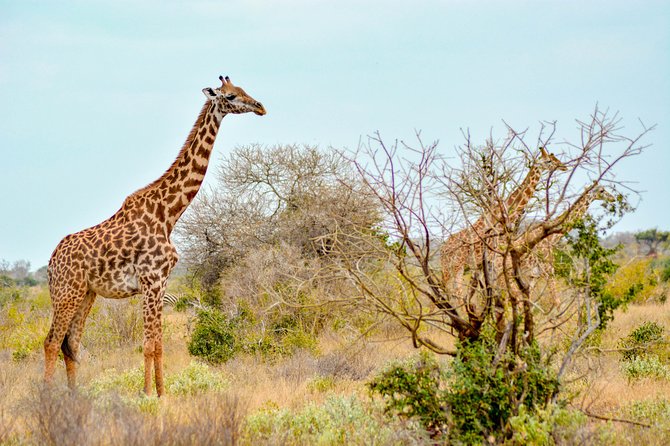 8 Day Spectacular Migration Serengeti mid -Range Tanzania Safari - Day 5: The Mara River and the reality of migration timing