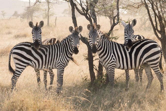 8 Day Spectacular Migration Serengeti mid -Range Tanzania Safari - Day 7: Down into Ngorongoro Crater