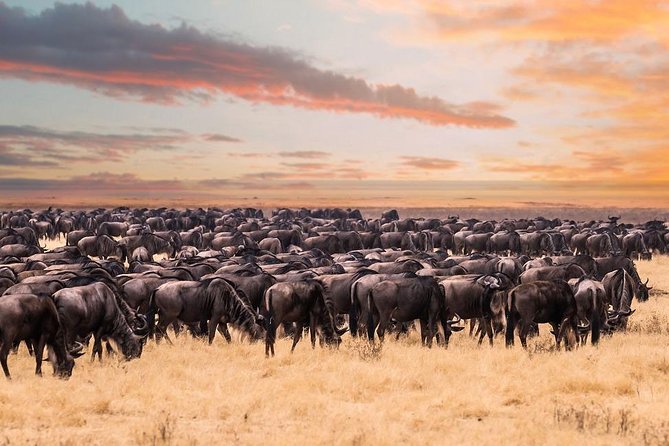 8 Day Spectacular Migration Serengeti mid -Range Tanzania Safari - Day 2: Tarangire’s elephants and dry-season river