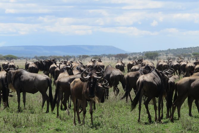 8 Day Tanzania Family Safari - Days 1 and 2: Tarangire’s long game-drive start