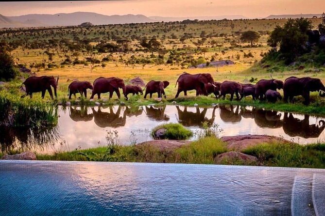 8-Day Tanzania Private Safari Tour with Airport Pickup - Days 5 and 6: Why three Serengeti nights help