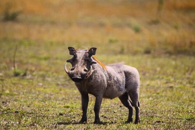 8-Day Tanzania Private Safari Tour with Airport Pickup - Day 7: Ngorongoro Crater from the rim to the floor