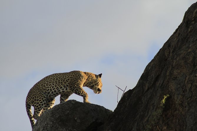 8 Days 7 Nights Private Lodge Safari - The return toward Ngorongoro keeps the wildlife coming