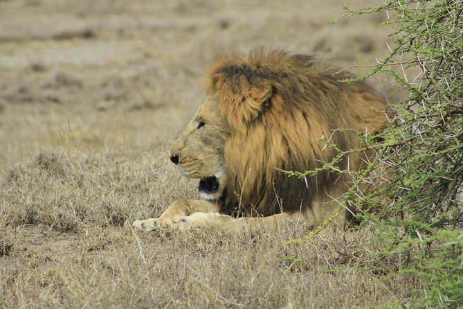 8 Days 7 Nights Private Lodge Safari - Arrival near Usa River and the first night