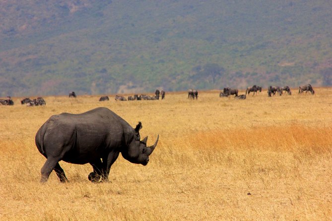 8 Days 7 Nights Tanzania Wildlife & Culture Lodge Safari - A busy northern Tanzania route with real variety