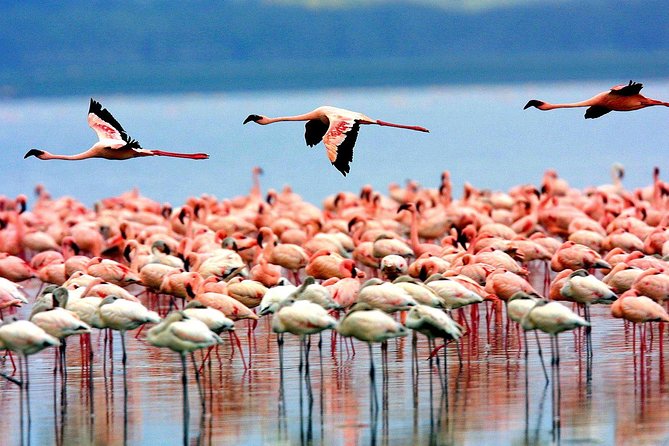 8 Days 7 Nights Tanzania Wildlife & Culture Lodge Safari - Day 1: Airport pickup and safari briefing