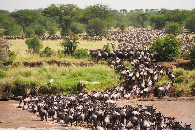 8 Days Follow the Wildebeest Migration River Crossing Safari - Day 3: Crossing into the endless Serengeti