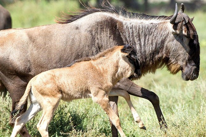 8 Days Great Migration - Grumeti River - Following the migration from Arusha to the Serengeti