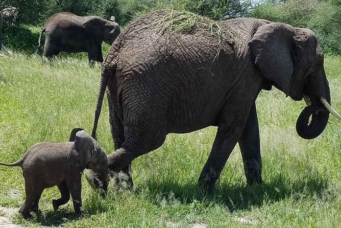 8 Days Great Wildebeest Calving Migration Safari from Arusha - Day 1: A soft landing at Mount Meru Hotel