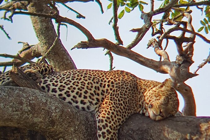 8 Days Great Wildebeest Calving Migration Safari from Arusha - Day 3: Lake Manyara’s compact wildlife circuit