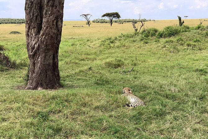 8 Days Great Wildebeest Calving Migration Safari from Arusha - Day 4: Reaching the southern Serengeti and Ndutu