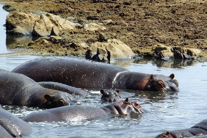 8 Days Great Wildebeest Migration - Mara River Crossing - Why this eight-day route works