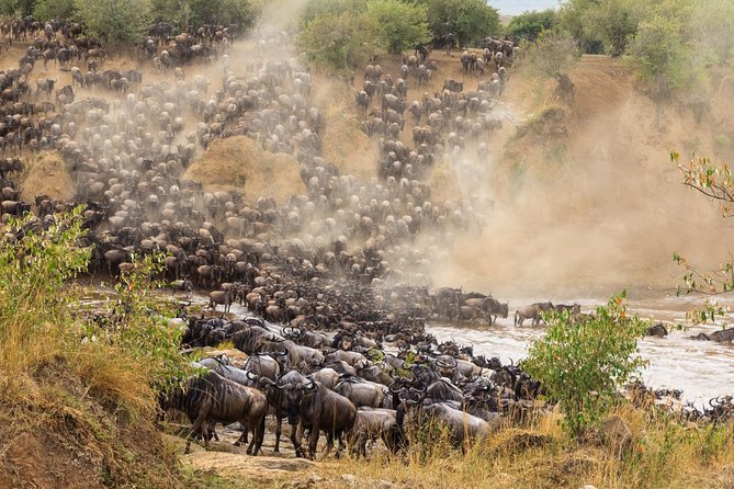 8 Days Great Wildebeest Migration - Mara River Crossing - Day 6: Lobo’s predators and the return south