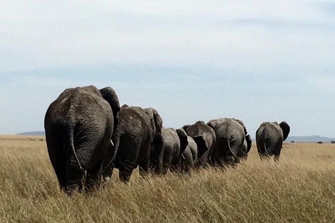 8 Days Green Season Offer - Luxury Serena Safari - Day 1: A gentle start in Arusha