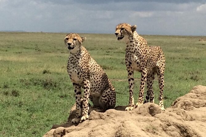 8 Days Green Season Offer - Luxury Serena Safari - Days 3 to 5: Three ways to experience the Serengeti