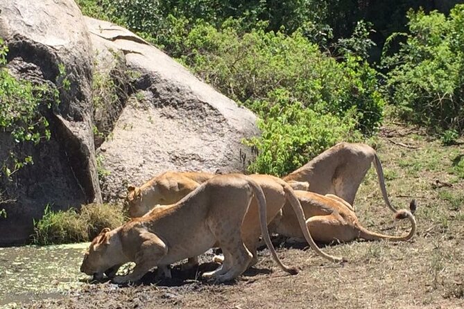 8 Days Green Season Offer - Luxury Serena Safari - Day 6: From Serengeti wildlife to human origins