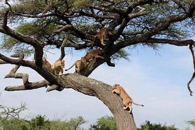8 Days Green Season Offer - Luxury Serena Safari - Day 2: Birdlife and elephants at Lake Manyara