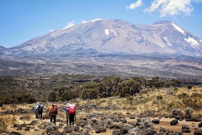 8 Days Lemosho Route Kilimanjaro Trekking - Day 2: Crossing into moorland and Shira 1