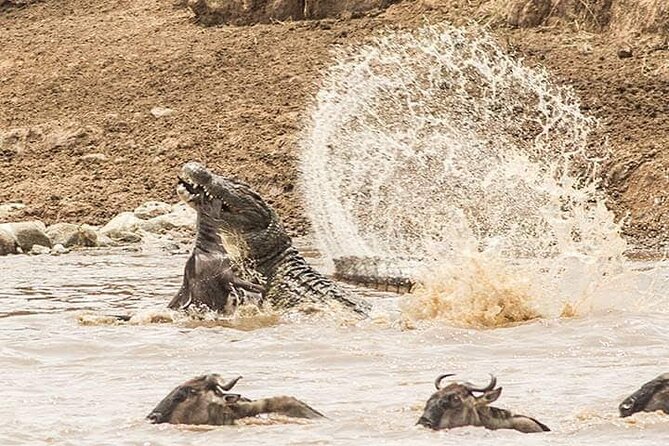 8 Days, Migrations Safari-River crossing -(July to October) - Day 2: From Tarangire to the central Serengeti