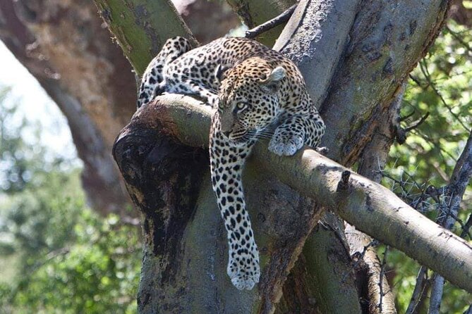 8 Days, Migrations Safari-River crossing -(July to October) - Days 4 and 5: Waiting for the Mara River crossing