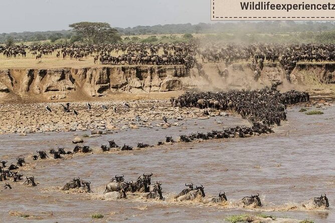 8 Days, Migrations Safari-River crossing -(July to October) - Day 8: Lake Manyara and the return to Arusha