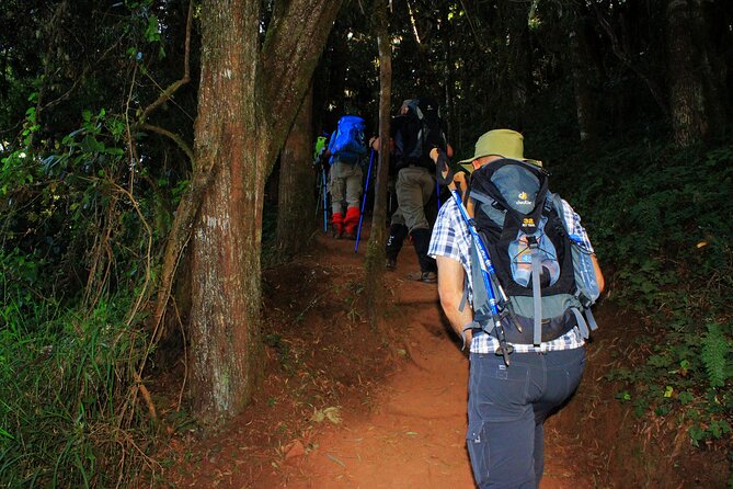 8 Days Mountain Kilimanjaro Lemosho Route - Day 2: From rainforest to Shira 1 Camp