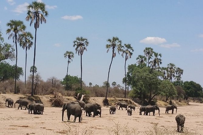 8 Days Safari to Mikumi NP, Ruaha NP and Nyerere NP + Isimila Stone Age Site - Key points to know before booking