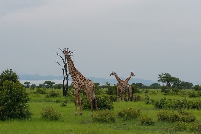 8 Days Safari to Mikumi NP, Ruaha NP and Nyerere NP + Isimila Stone Age Site - Day one: Dar es Salaam to Mikumi and the hippo pool