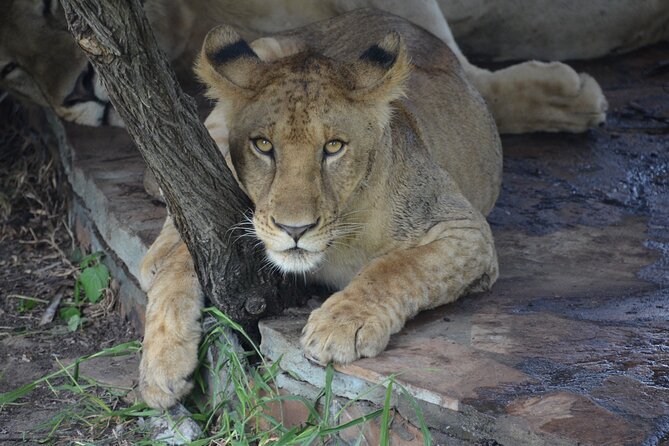 8 Days Safari to Mikumi NP, Ruaha NP and Nyerere NP + Isimila Stone Age Site - Days three and four: Ruaha’s predators, rivers, and baobabs