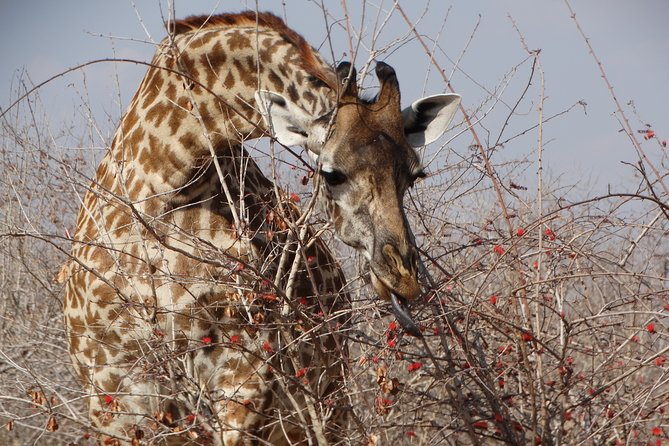 8 Days Safari to Mikumi NP, Ruaha NP and Nyerere NP + Isimila Stone Age Site - Isimila Stone Age Site: a change of pace near Iringa