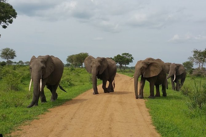 8 Days Safari to Mikumi NP, Ruaha NP and Nyerere NP + Isimila Stone Age Site - Days six to eight: the Selous and the Rufiji River