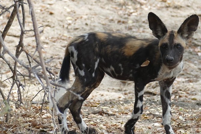 8 Days Safari to Mikumi NP, Ruaha NP and Nyerere NP + Isimila Stone Age Site - Walking safari: two hours on foot with an armed ranger