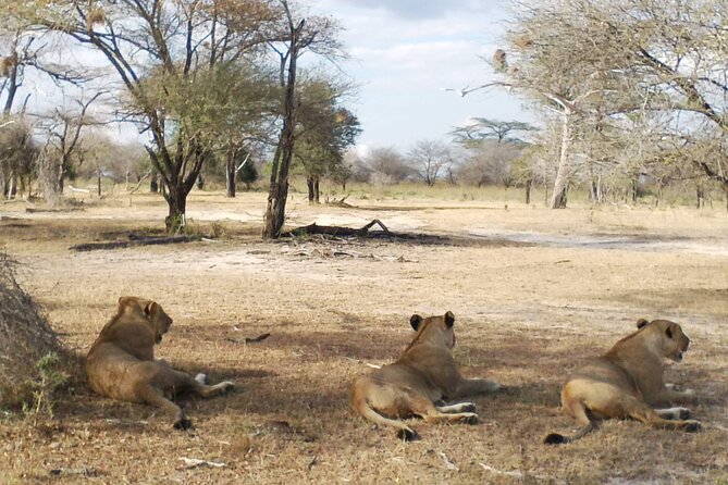 8 Days Safari to Mikumi NP, Ruaha NP and Nyerere NP + Isimila Stone Age Site - Transport, meals, and what the price really covers