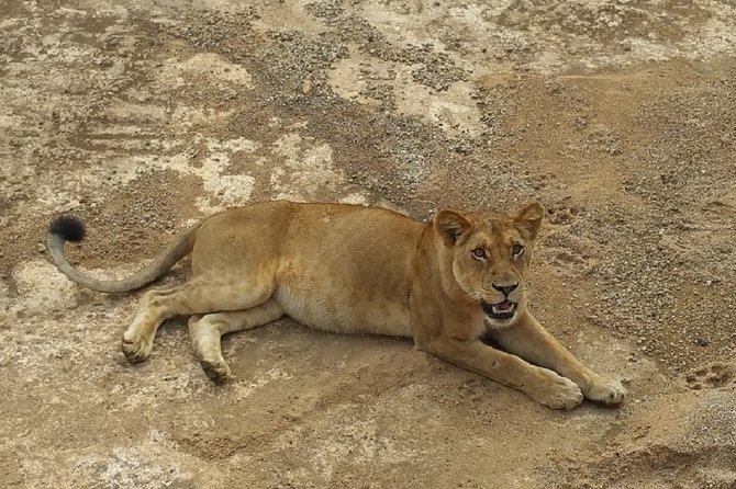 8 Days Safari to Mikumi NP, Ruaha NP and Nyerere NP + Isimila Stone Age Site - Day two: a half-day in Mikumi, then Iringa