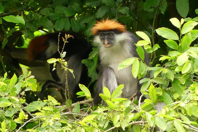 8 Days Safari to Mikumi, Ruaha & Udzungwa Mountains - Day 7: The Sanje Waterfalls trek