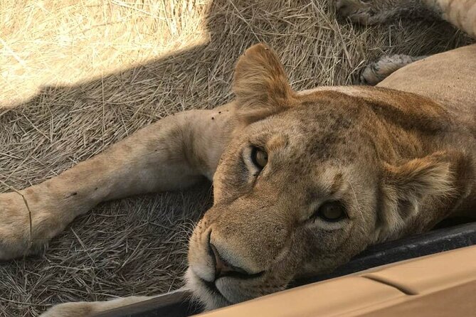 8 Days Serengeti Migration safari - Day 3: Across the Ngorongoro Highlands to Serengeti