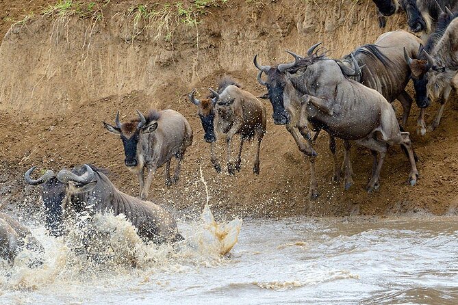 8 Days Serengeti Migration safari - Days 4 and 5: Two full days at the Mara River