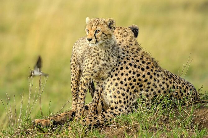 8 Days Serengeti Migration safari - Day 6: Leaving the plains for the Ngorongoro rim