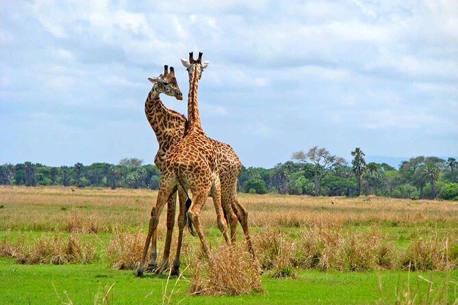 8 Days Serengeti Migration safari - Day 7: Ngorongoro wildlife, with Tarangire timing to confirm
