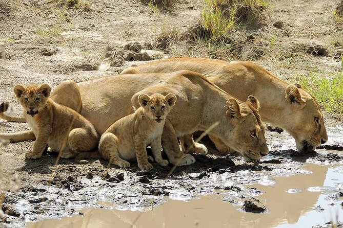 8 Days Serengeti Migration safari - Day 8: Tarangire’s baobabs and the return to Arusha