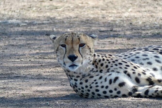 8 Days Tanzania Adventure Tented Camps Safari - Day 4: Lake Manyara’s birds and Rift Valley cliffs