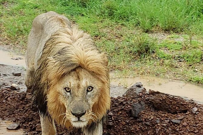 8 Days Tanzania Adventure Tented Camps Safari - Day 7: Early Serengeti drive and Ngorongoro Crater