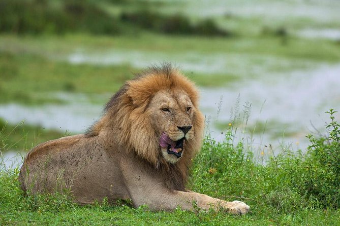 8 Days Tanzania Simba Luxury Safari - What this safari covers in eight days