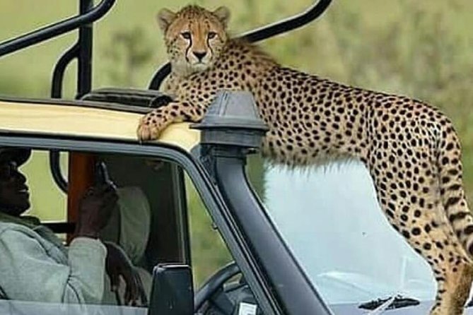 8 Days Tanzania Simba Luxury Safari - Day 3: Lake Manyara’s birds and tree-climbing lions