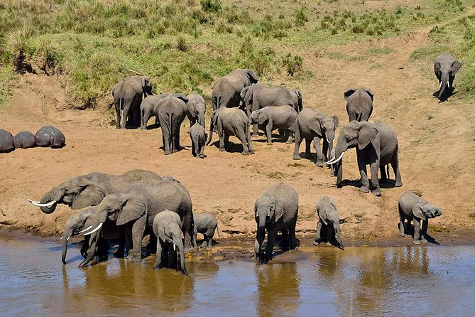 8 Days Tanzania Simba Luxury Safari - Day 5: A full day among Serengeti predators