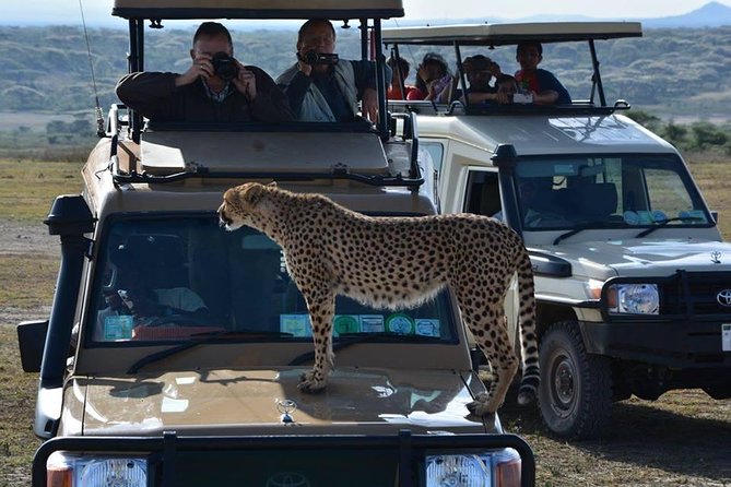8 Days Tanzania Wildlife Safari Experience - Ngorongoro Crater: concentrated wildlife in a dramatic setting