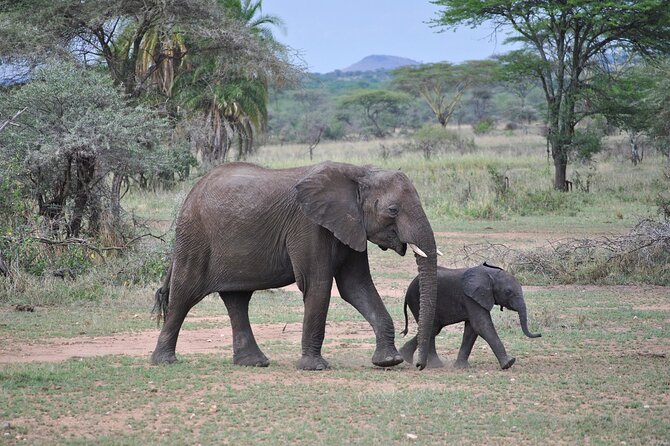 9-Day Enchanting Tanzania Safari -High End All Inclusive - Why this nine-day route works