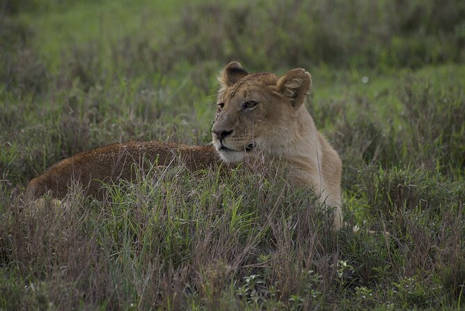 9-Day Enchanting Tanzania Safari -High End All Inclusive - Day three: Tarangire and its elephant country